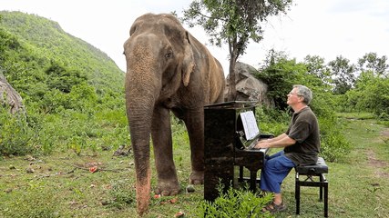 下载视频: Concierto para piano y elefantes: Pianista da conciertos para elefantes ciegos en un santuario de Tailandia