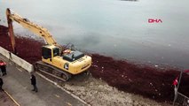 Caddebostan sahili'ndeki kırmızı yosunlar temizleniyor