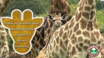 Save the Giraffes - Friend of the Earth