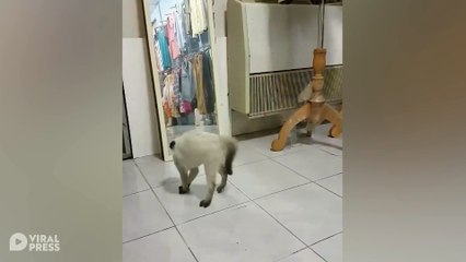 Cat's Scared Of His Own Reflection