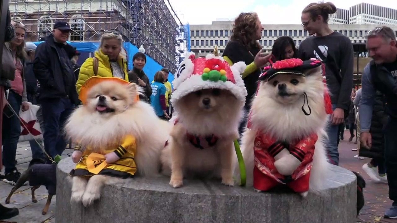 Der tierische Jahresrückblick 2019
