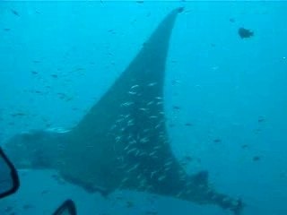 Plongee manta Thailande Koh Bon