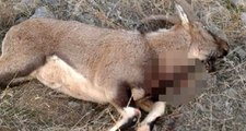 Tunceli'de koruma altındaki yaban keçisini kaçak avcılar vurdu