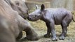 Un rhinocéros noir est né dans un zoo au Michigan ce 24 décembre, l'espèce étant «en danger critique d'extinction»