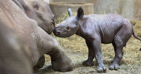 Un rhinocéros noir est né dans un zoo au Michigan ce 24 décembre, l'espèce étant «en danger critique d'extinction»