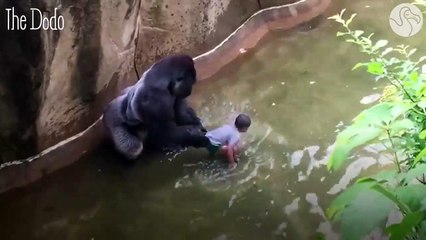 Experts Weigh In On Harambe's Last Moments