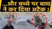 Tiger ने Photo Click करवा रहे Little Boy पर अचानक कर दिया Attack, Viral Video | वनइंडिया हिंदी