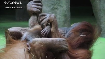 Seltener Sumatra-Orang-Utan geboren