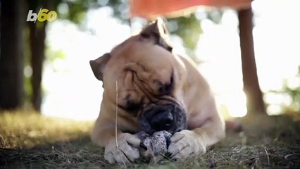 Trained or Not, Dogs Can Count