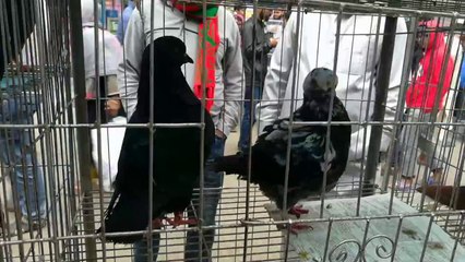 This week best new pigeons hat video Dhaka Bangladesh