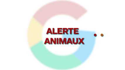 Ce gorille est né avec une pigmentation bien particulière !