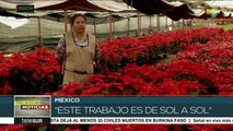 Flor de Nochebuena, símbolo de la tradición navideña en México