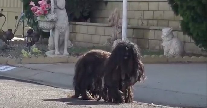 Hope For Paws, les bénévoles n’avaient jamais vu un chien dans un tel état