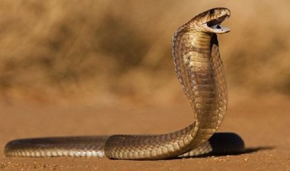 Esta cobra venenosa acepta agua de las manos de sus 'salvadores'