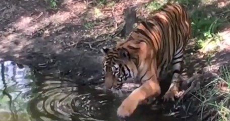 Grâce à Animal Defenders International, ces animaux de cirque découvrent la liberté