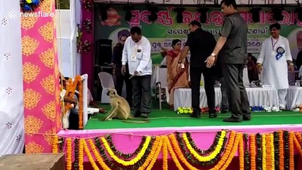 Hilarious moment monkey is guest star at high school celebration in India