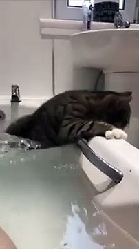 Ce chat fait le malin près du bain... et manque de tomber !