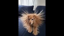 Electricité Statique : la coupe de ce chien est explosive !