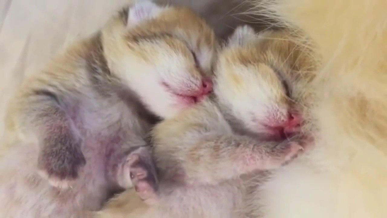 Funny_Cats_Compilation_[Must_See]_Funny_Cat_Videos_Ever