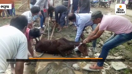 ભરૂચમાં ખાડાના કીચડમાં ફસાયેલી ગાયને જીવદયા પ્રેમીઓએ બહાર કાઢી