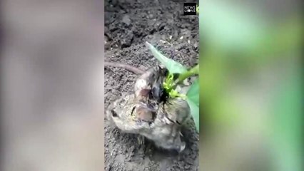 Descubren a una rata a la que le ha crecido una planta sobre la espalda