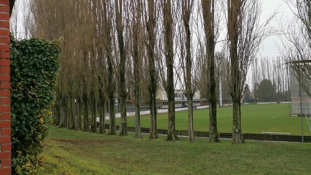 Le terrain 1 du RDS est bordé par 236 peupliers