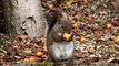 Cet écureuil est complètement ivre après avoir mangé des fruits pourris