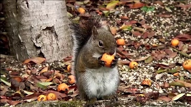 Cet écureuil est complètement ivre après avoir mangé des fruits pourris