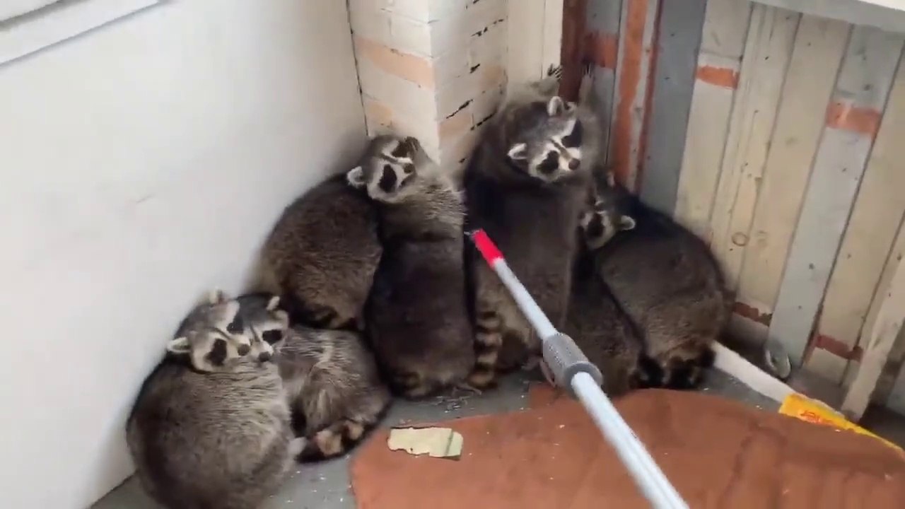 Il découvre 11 ratons laveurs sous son porche