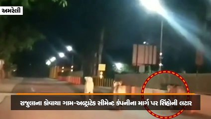 અમરેલી: રાજુલાના કોવાયા ગામથી અલ્ટ્રાટેક સીમેન્ટ કંપનીના માર્ગ પર સિંહોની લટાર