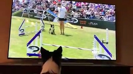 ¿Todavía nos has visto la reacción de esta perra que se ve a sí misma ganando un concurso?