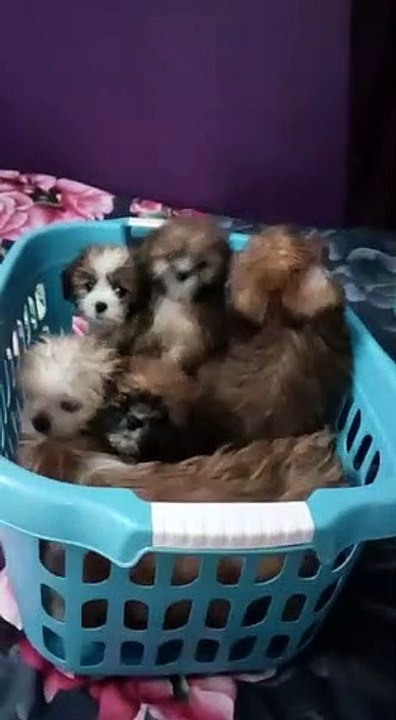 Dog pupiiess cutiesss must watch