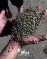 Esta ciudad rusa vive un 'apocalipsis' de insectos