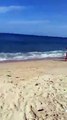 Este gran tiburón aparece en una playa causando el pánico