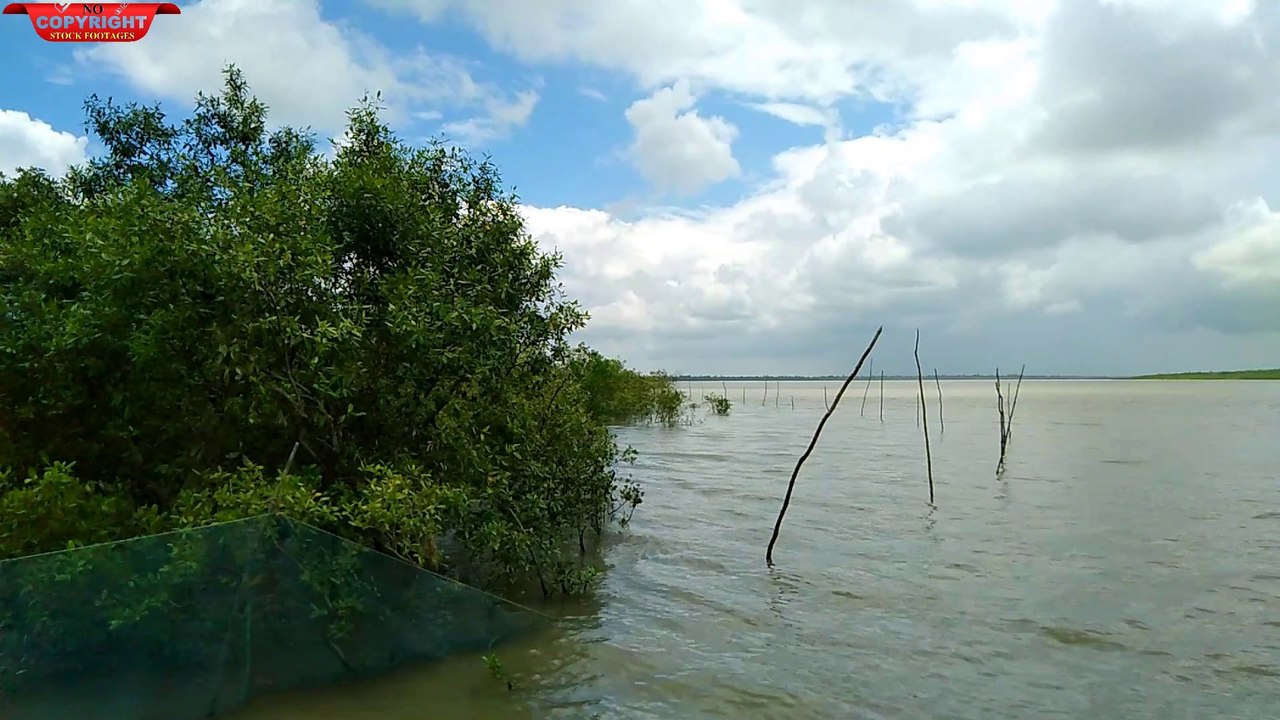 Sundarban ll Jungle ll Forest ll Free 2 use ll No copyright stock footage II Beautifull River II Royalty free Stock footages