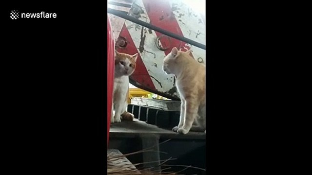 Funny moment stray cats seems to be having a serious talk in Thailand