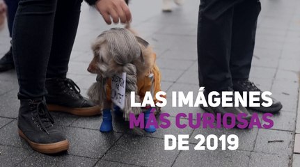 Las imágenes más graciosas de 2019