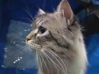 Nasty Hangover Cat- Funny Cat Videos