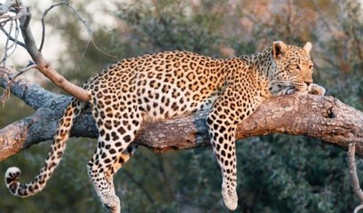 El leopardo chulito intenta abusar de un perro callejero y pasa esto…