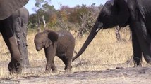 La tristeza de este bebé elefante sin trompa conmueve a las Redes Sociales