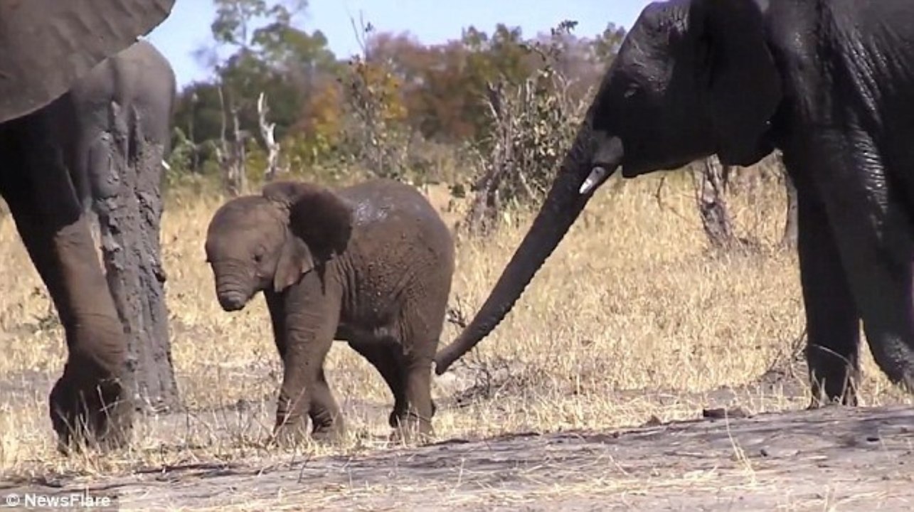 La tristeza de este bebé elefante sin trompa conmueve a las Redes Sociales