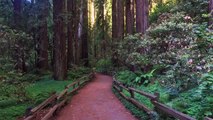 Man Dies After Redwood Tree Falls At Muir Woods National Monument Park