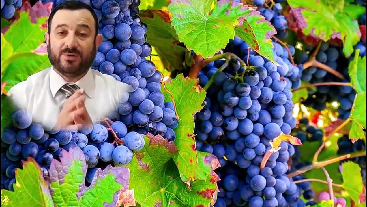 حلم العنب للمتزوجة والعزباء في المنام - العنب في المنام للرجل والمرأة - تفسير العنب الاخضر والاحمر