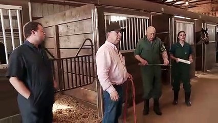 Checking the Horses | The Incredible Dr. Pol