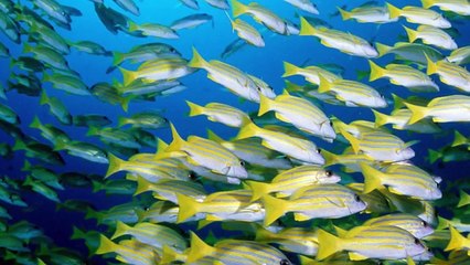 Giải mã giấc mơ thấy CÁ - Mơ thấy cá điềm báo gì_