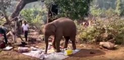Yemek kokusu alan fil, piknik alanını karıştırdı