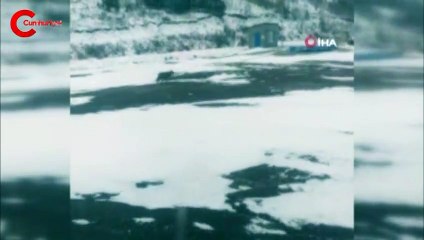 Yiyecek bulmak için köye indi