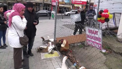 Tekirdağ'da yılbaşı hindisine alternatif: Kaz ve horoz