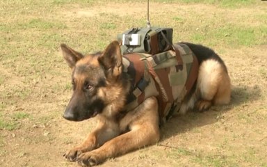 Indian Army develops audio-video surveillance system with bullet proof jacket for dogs | OneIndia