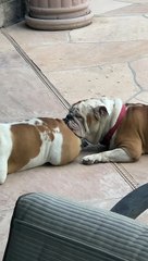 Bulldogs Enjoying Thanksgiving Their Own Way